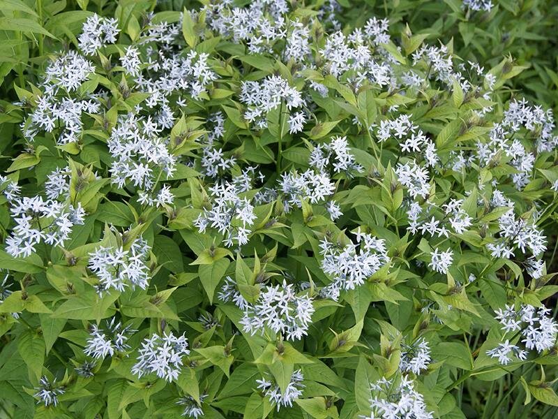 Amsonia tabernaemontana JS Stella Azul®