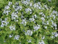 Amsonia tabernaemontana JS Stella Azul®