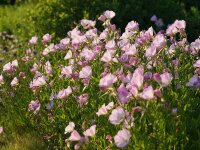 Oenothera speciosa Siskiyou