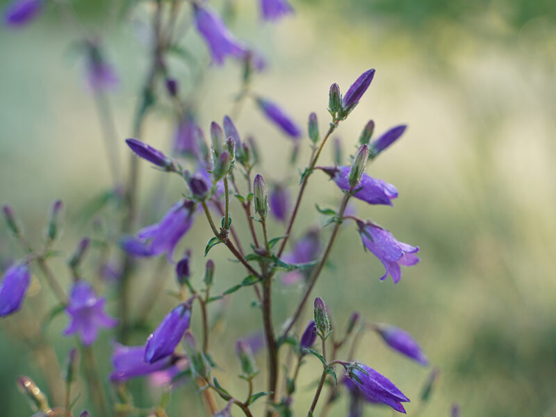 Campanula sibirica