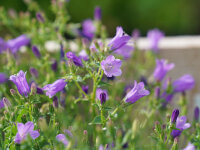 Campanula sibirica