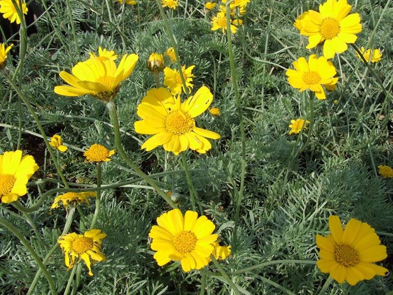 Anthemis marschalliana