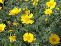 Anthemis marschalliana