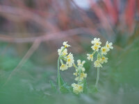 Primula elatior