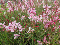 Gaura lindheimeri Rosy Jane ®