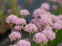 Allium lusitanicum Sugar Melt