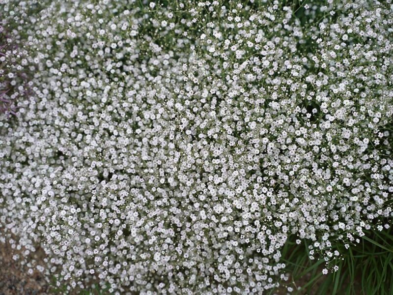Gypsophila paniculata Bristol Fairy P1