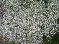 Gypsophila paniculata Bristol Fairy P1