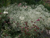 Gypsophila paniculata Bristol Fairy P1