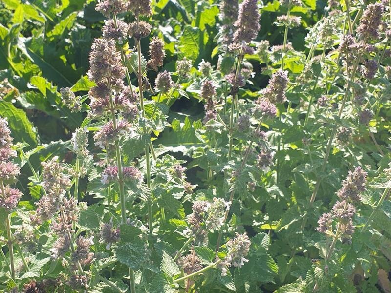 Nepeta cataria ssp. citriodora