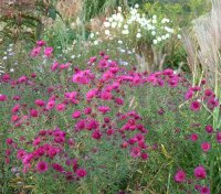 Aster (Symphyotrichum) novae-angliae Andenken an Paul Gerber
