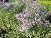 Aster (Galatella) sedifolius