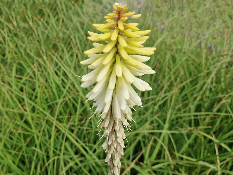 Kniphofia citrina P1