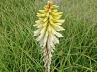 Kniphofia citrina P1