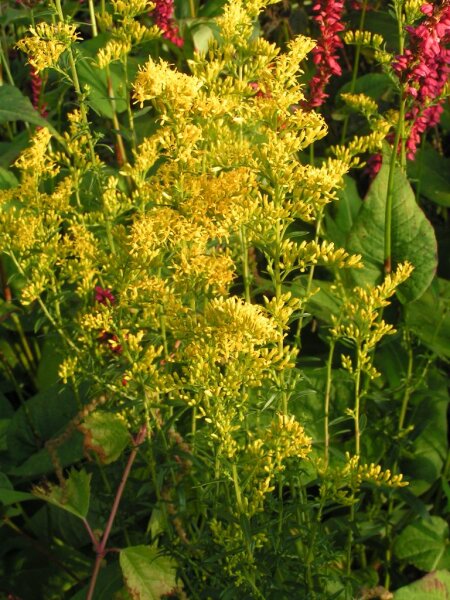 Solidago odora