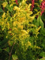 Solidago odora