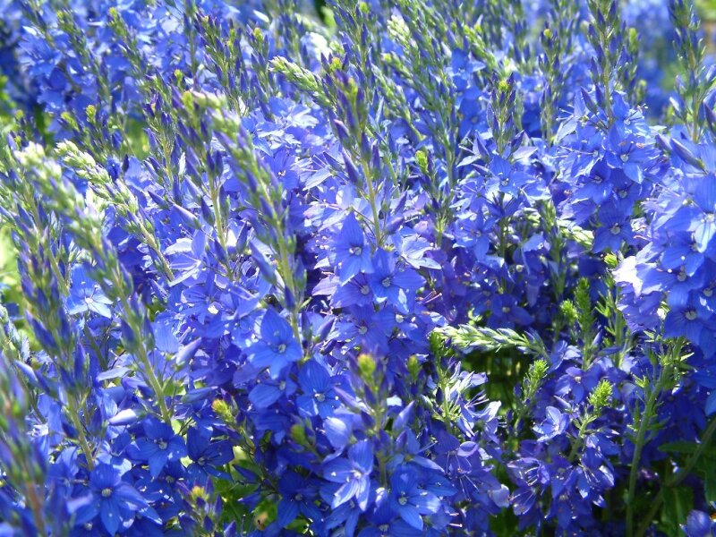 Veronica austriaca var. teucrium Shirley Blue