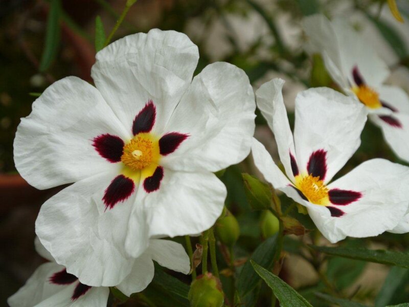 Cistus ladanifer