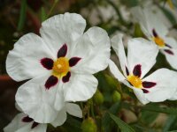 Cistus ladanifer