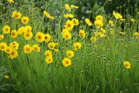 Coreopsis grandiflora (Wildform)