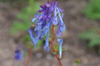Corydalis elata x flexuosa Spinners