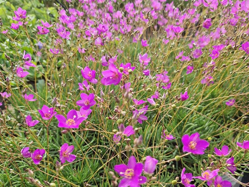 Talinum calycinum