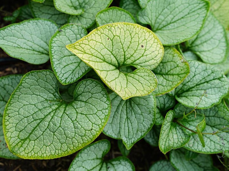 Brunnera macrophylla Silver Heart®