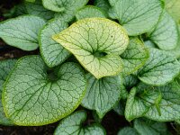 Brunnera macrophylla Silver Heart®