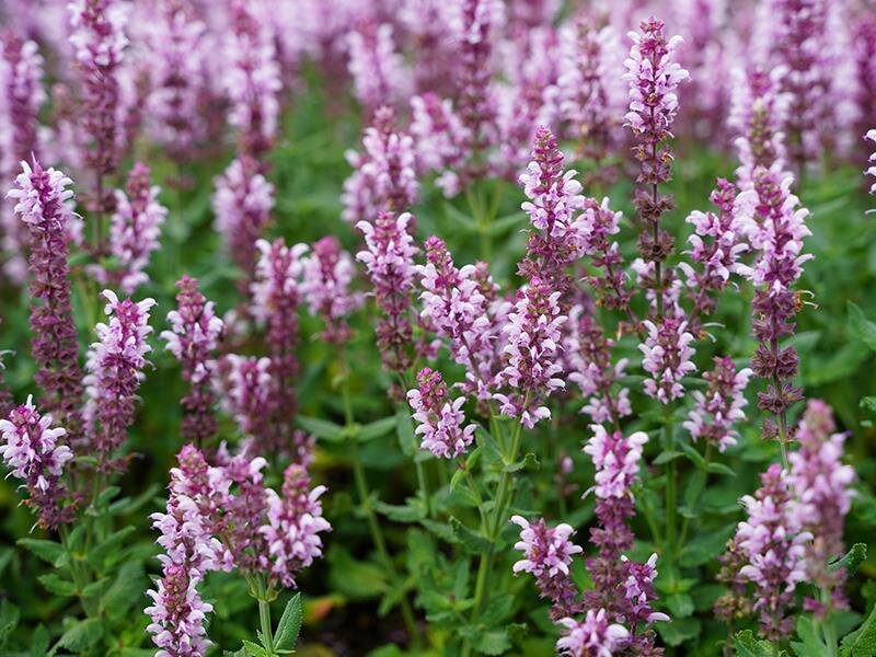 Salvia nemorosa Salute® Light Pink