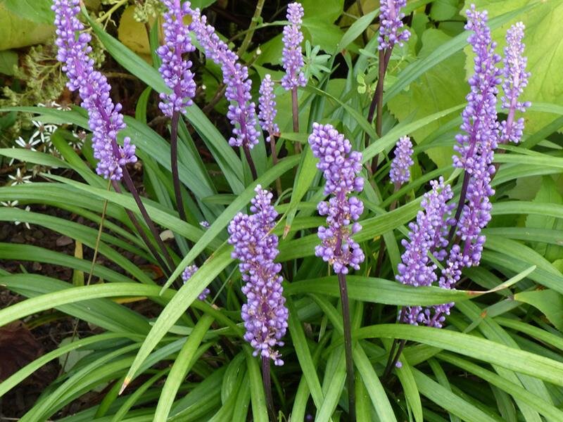 Liriope muscari Big Blue
