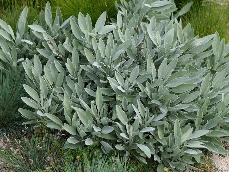Salvia nevadensis