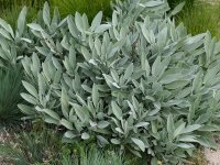 Salvia nevadensis
