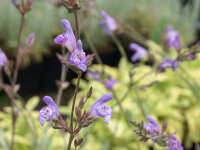 Salvia nevadensis