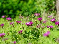Centaurea dealbata
