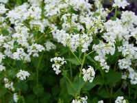 Lunnaria annua Alba