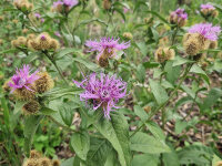 Centaurea phrygia
