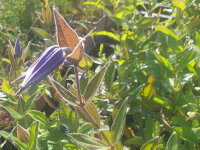 Clematis integrifolia