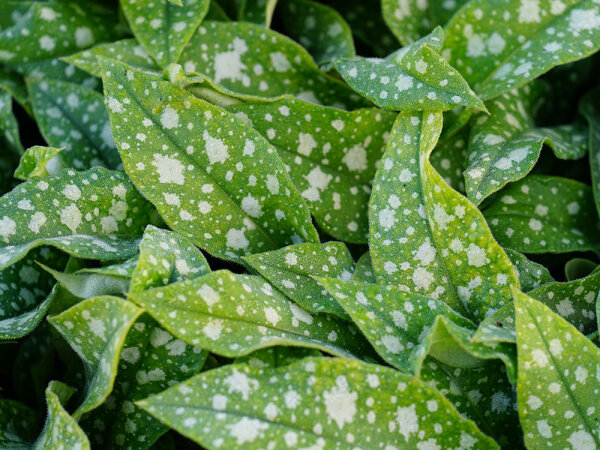 Pulmonaria sacharata Trevi Fountain ®