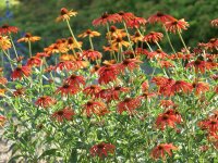 Echinacea Tomato Soup® P1