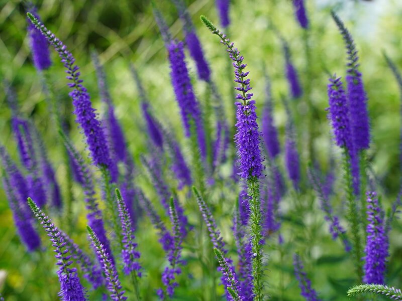 Veronica spec. Absaat aus Julinacht