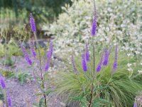 Veronica spec. Absaat aus Julinacht