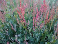 Rumex scutatus Silver Leaf