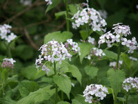 Lunaria rediviva