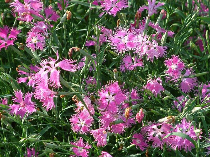 Dianthus superbus-Hybr.
