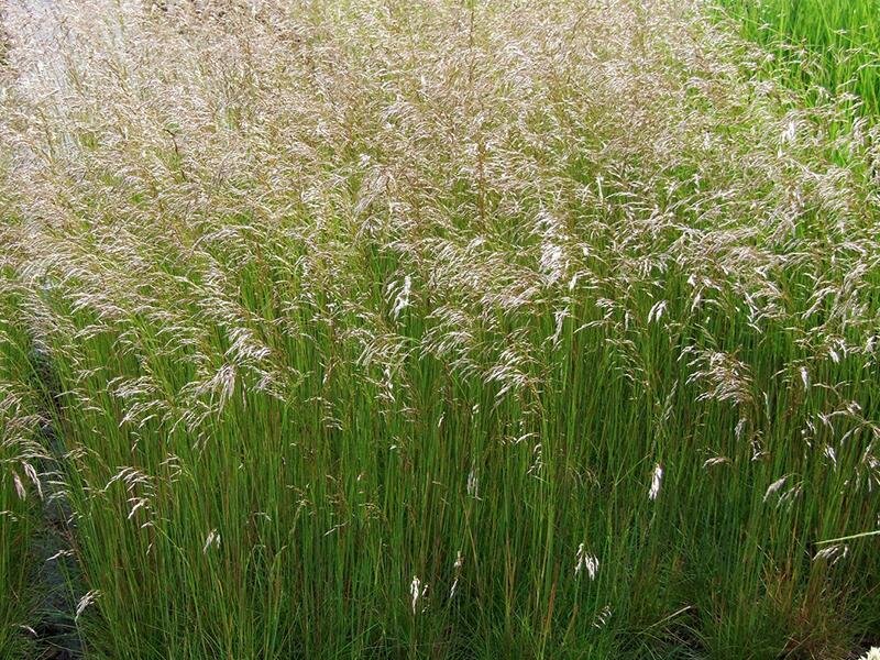 Deschampsia flexuosa