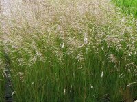 Deschampsia flexuosa