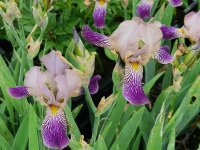 Iris sambucina