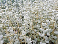 Ballota pseudodictamnus Compact Form