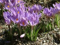 Crocus etruscus Zwanenburg (25 Stk.)
