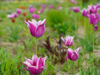 Tulipa Ballade (5 Stk.)